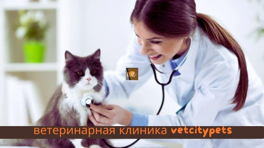 Ветеринарная клиника VetCityPets: Комплексное Обслуживание для Здоровья Вашего Питомца